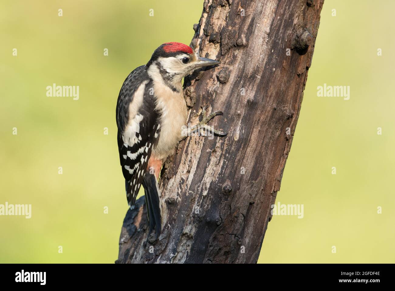 Grand pic à pois, réserve naturelle de High Batts, près de Ripon, North Yorkshire Banque D'Images