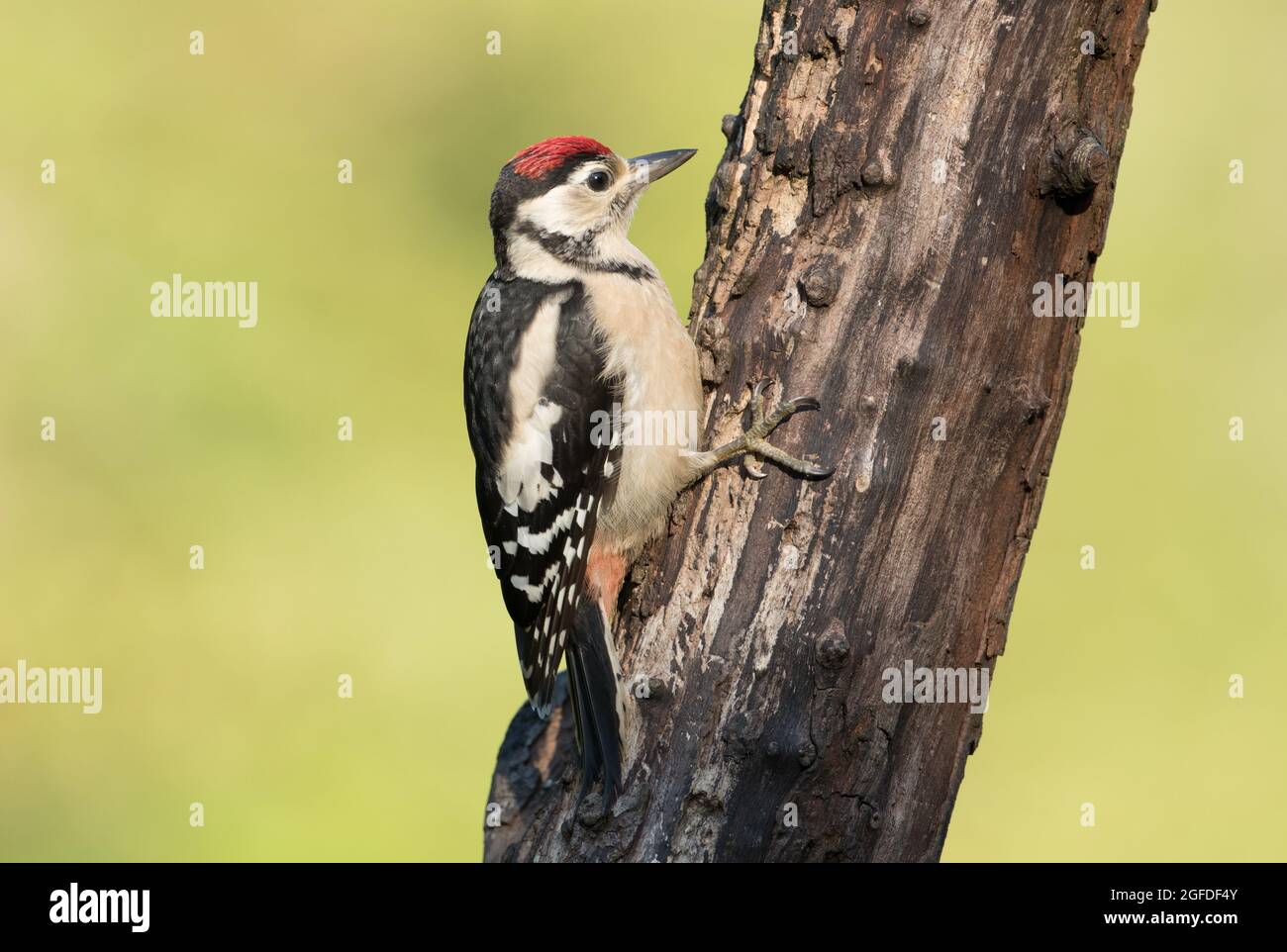 Grand pic à pois, réserve naturelle de High Batts, près de Ripon, North Yorkshire Banque D'Images