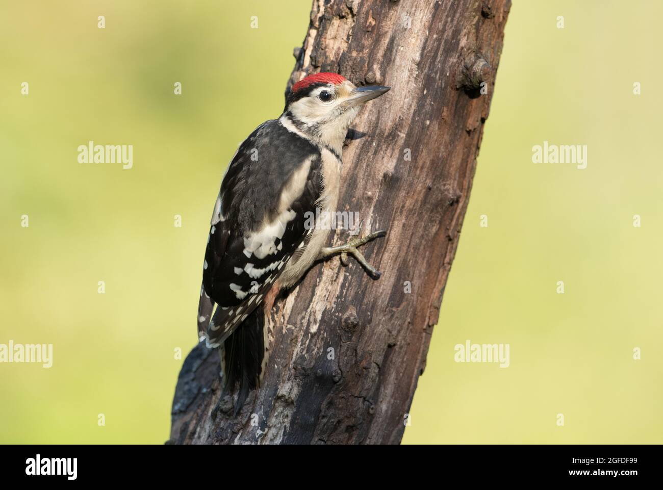 Grand pic à pois, réserve naturelle de High Batts, près de Ripon, North Yorkshire Banque D'Images