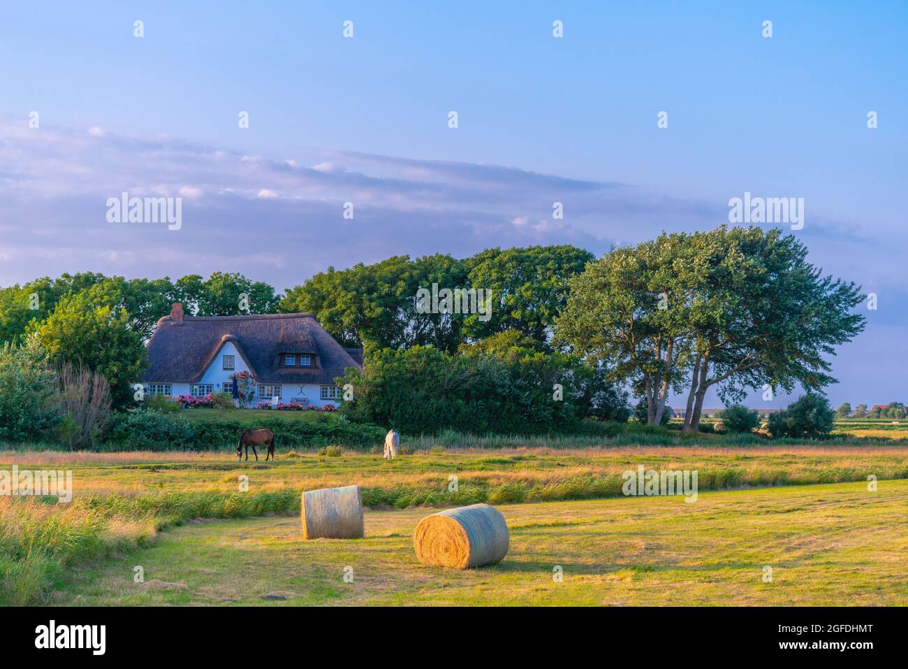 Marais autour du village de Westerhever sur la péninsule Eiderstedt, Mer du Nord, Frise du Nord, Etat fédéral du Schleswig-Holstein, Allemagne du Nord Banque D'Images