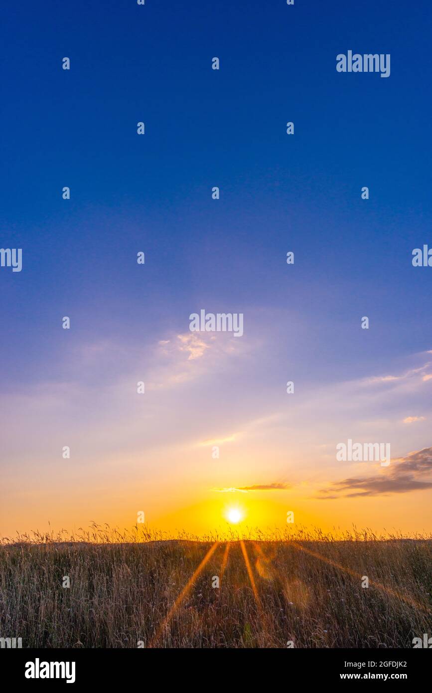 Herbe au sommet de la digue de la mer du Nord au village de Westerhever au soleil du soir, péninsule Eiderstedt, Frise du Nord, Schleswig-Holstein, Allemagne du Nord Banque D'Images