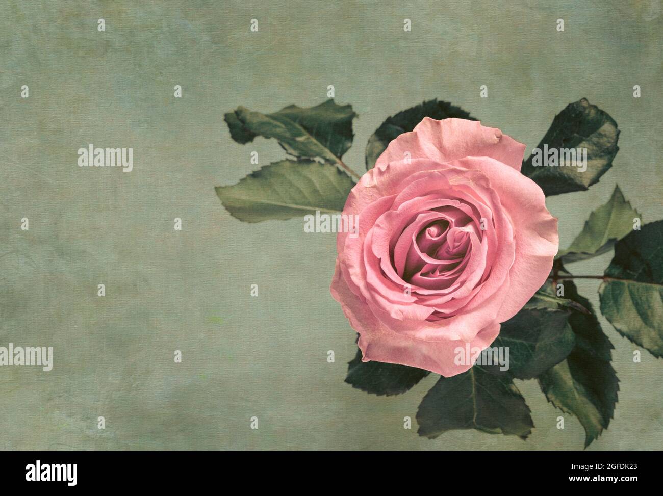Rose rose sur fond texturé vert pâle Banque D'Images