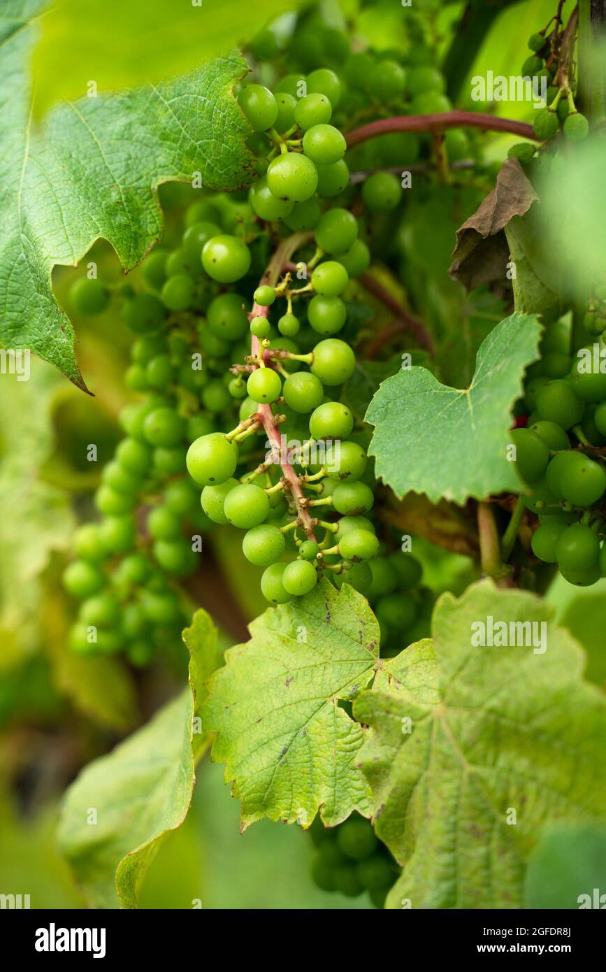 Raisins verts sur la vigne de la ferme viticole Banque D'Images