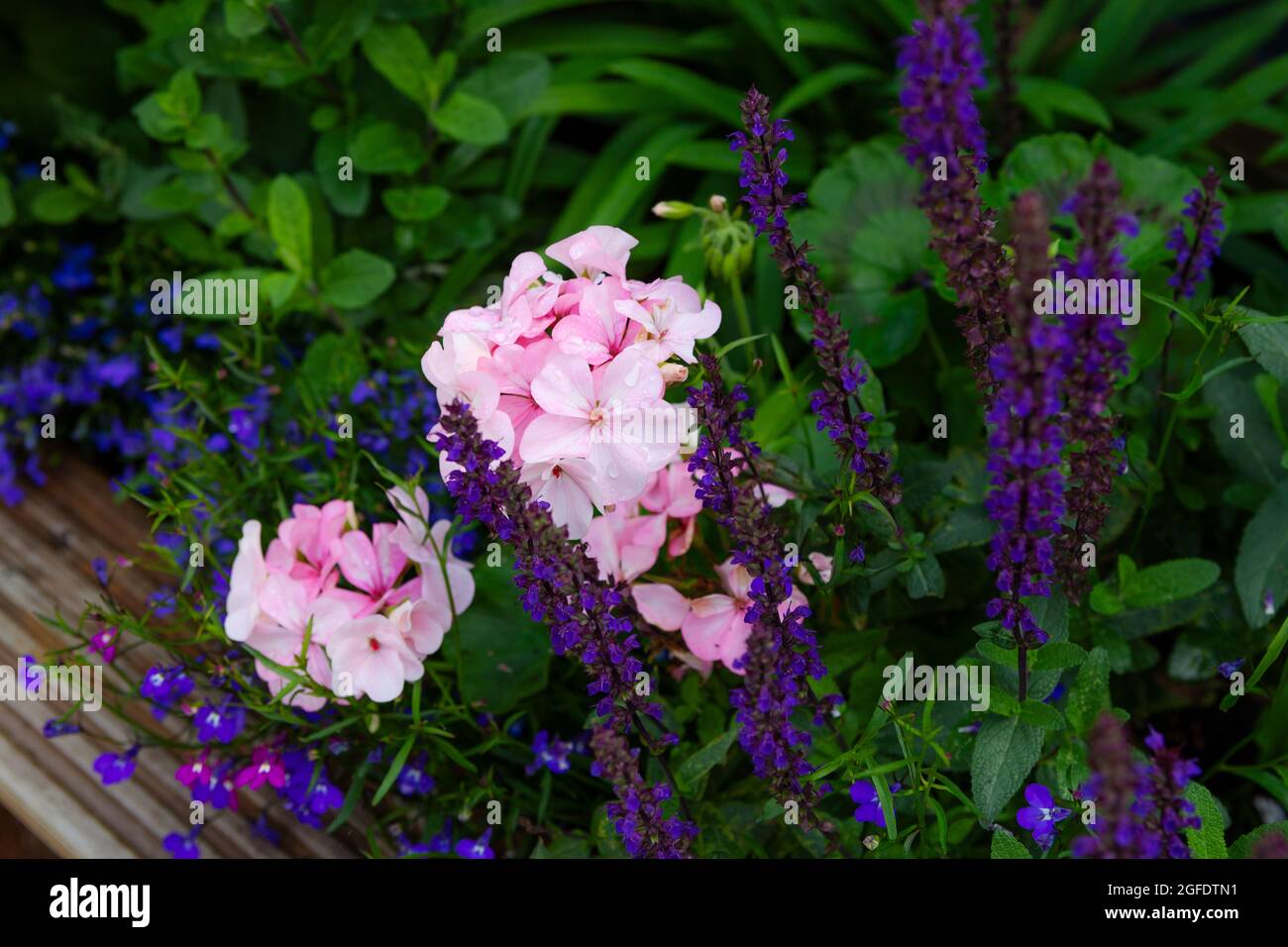 Salvia Nemorosa, lobelia et géraniums roses dans un jardin Banque D'Images