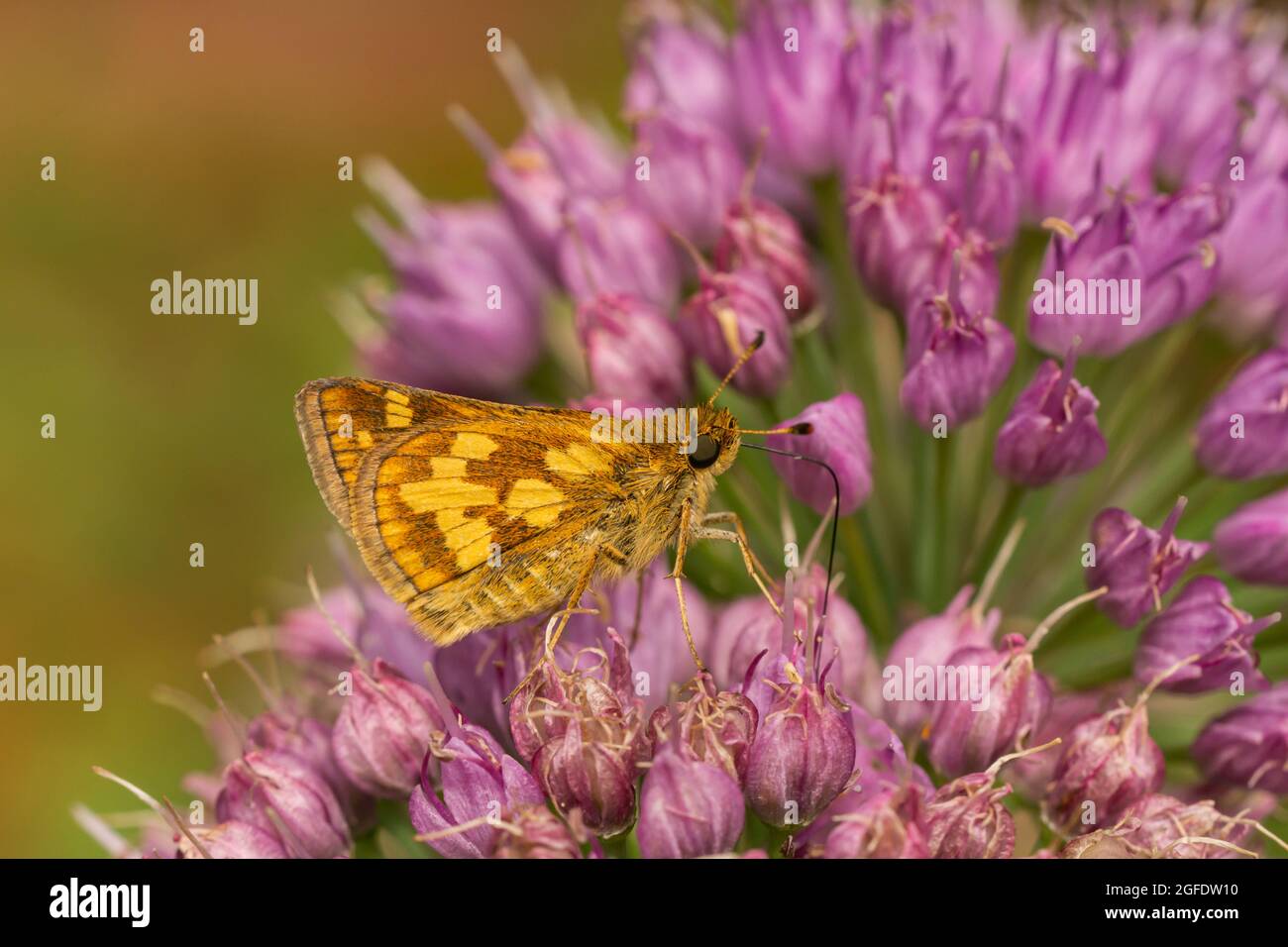 Pipette papillon sur fleurs de ciboulette de Peck Banque D'Images