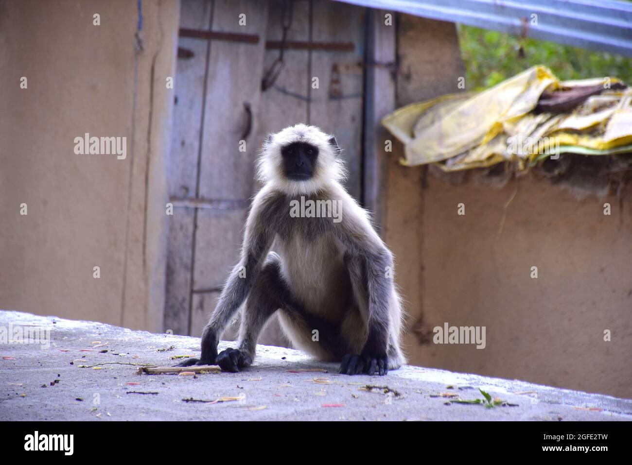 Singe noir regardant la caméra, porte en bois et mur de boue en arrière-plan. Banque D'Images