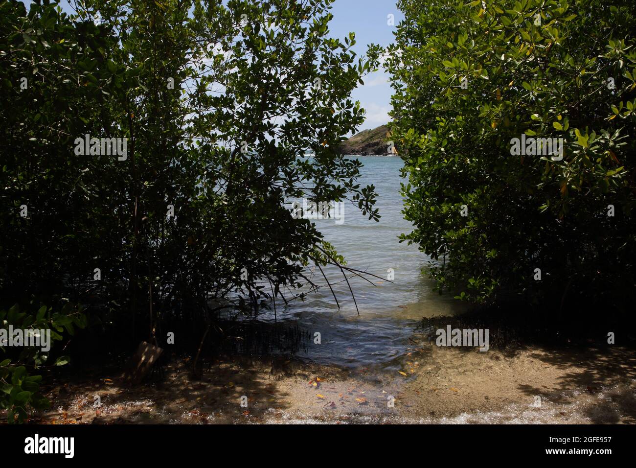 Mangroves du sud de la Grenade dans la zone de protection marine de la baie Woburn Banque D'Images