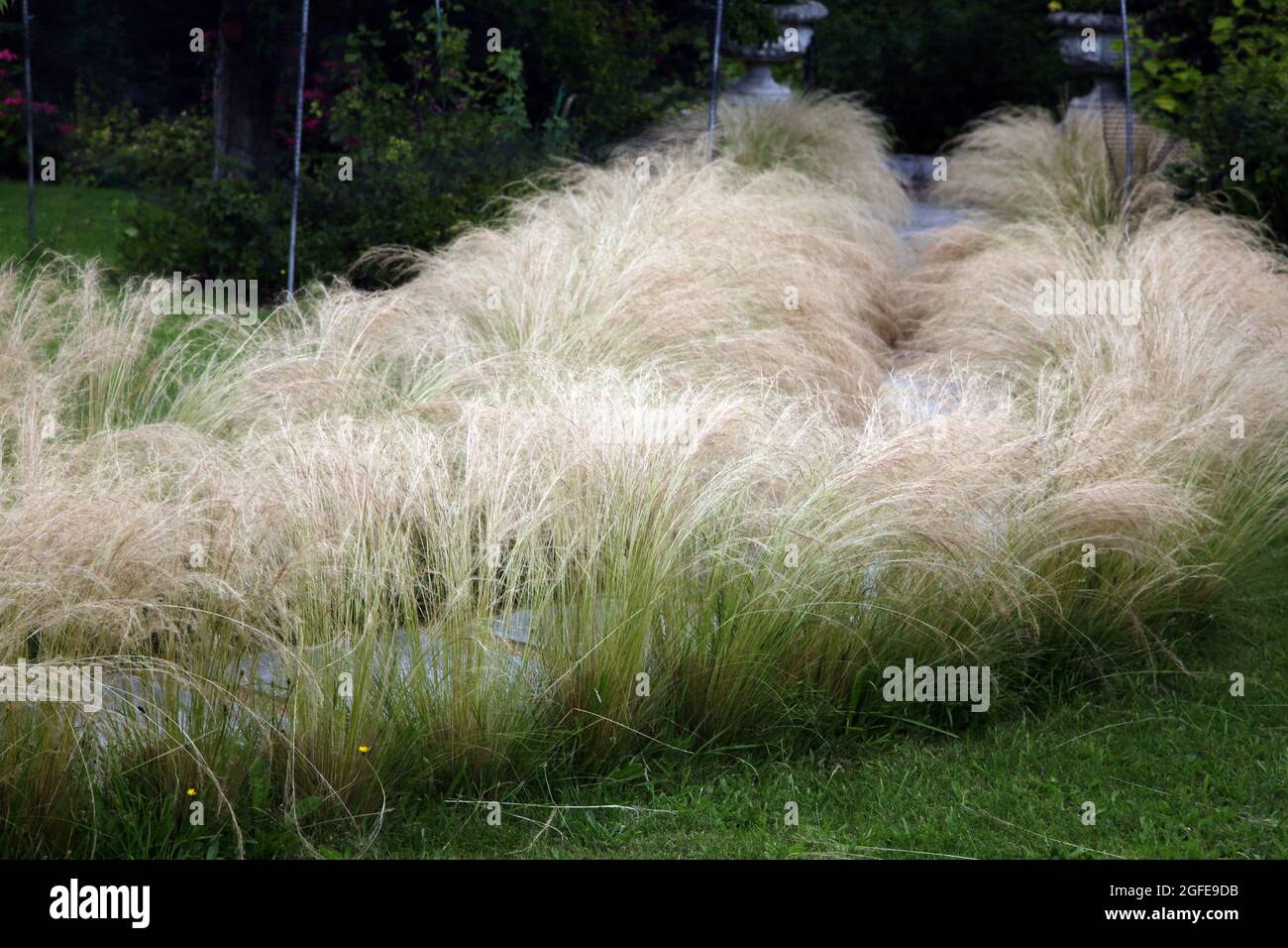 Feathergrass mexicain qui tapisse un chemin dans Garden Surrey, Angleterre Banque D'Images