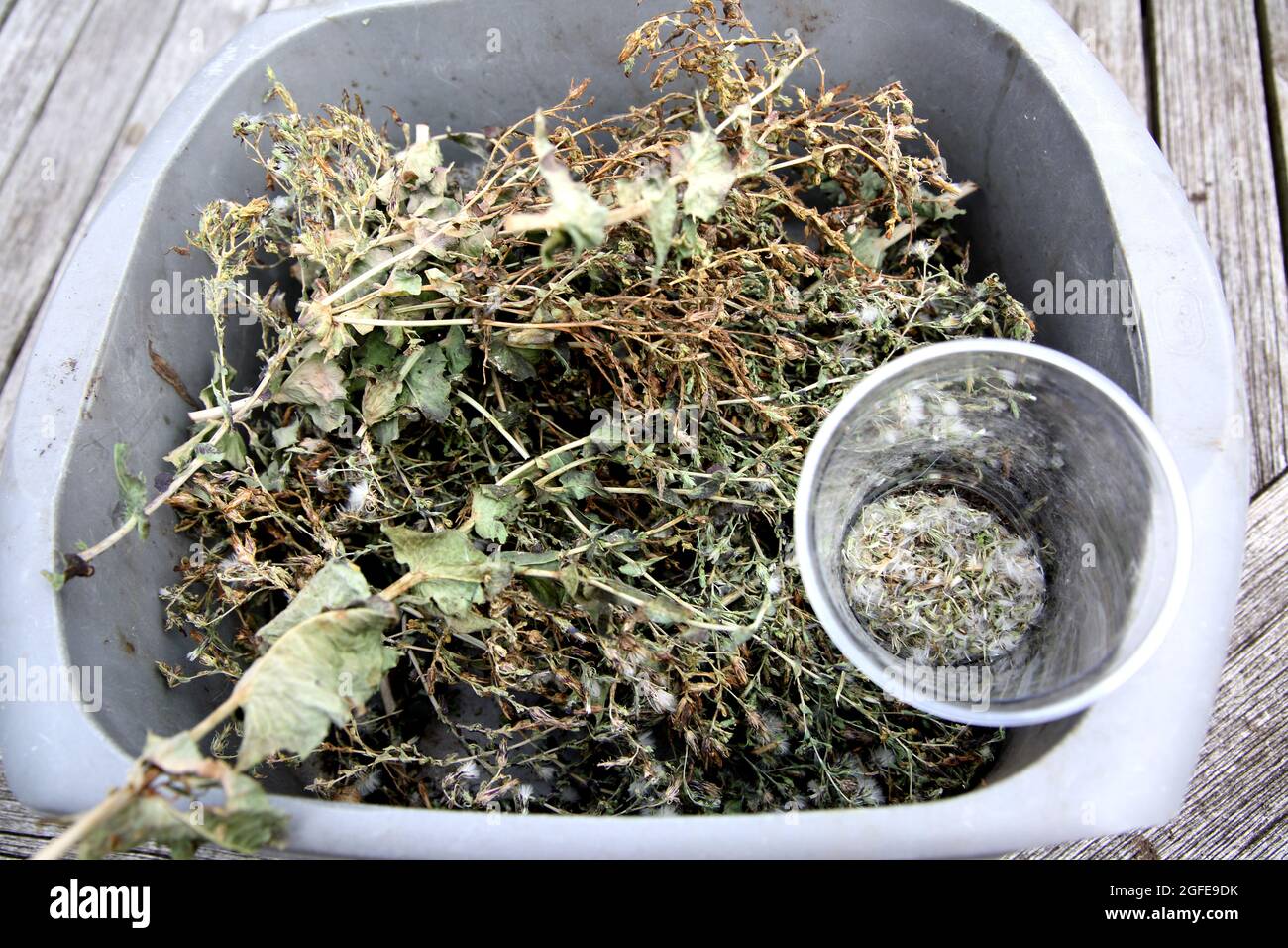 Collecte de graines de laitue dans une plante de laitue séchée Banque D'Images