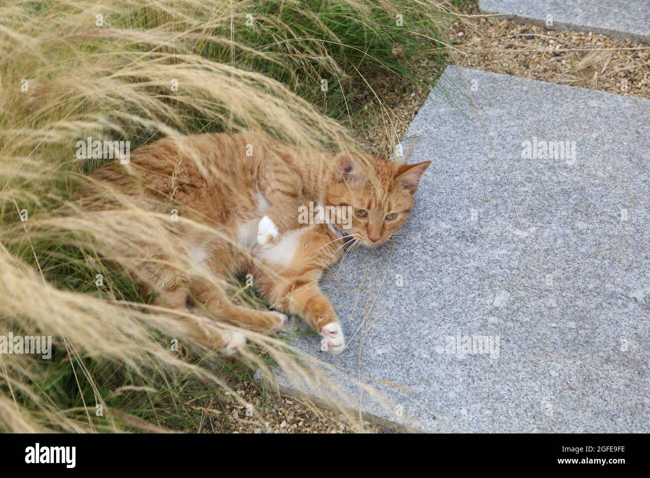 Chat Tom âgé de deux ans près de la Feathergrass mexicaine qui tapisse un chemin dans Garden Surrey, en Angleterre Banque D'Images