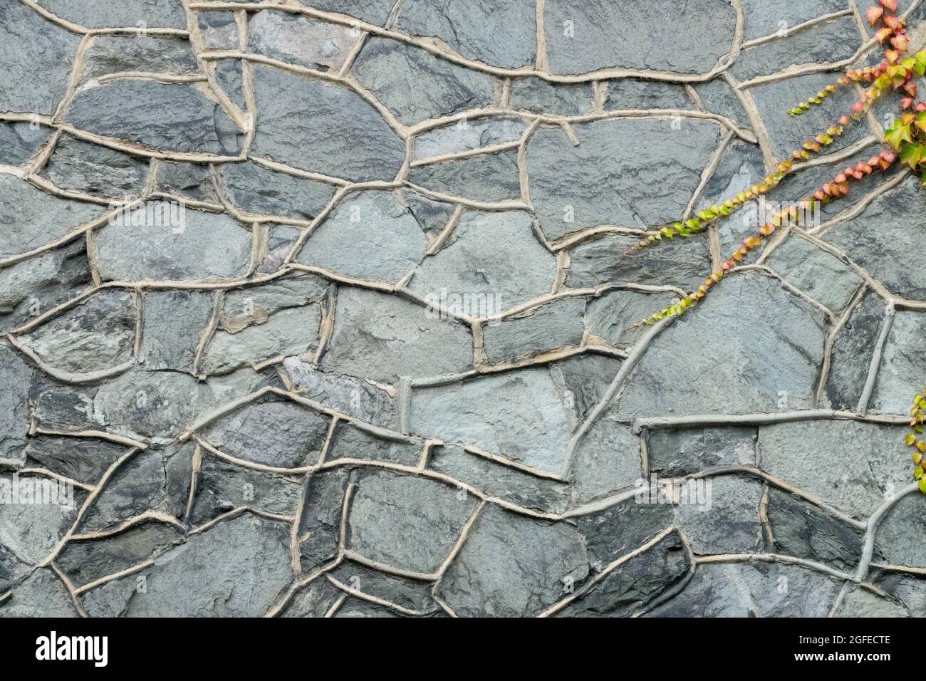 Motif de mur de roche en pierre et plante de mur de plante grimpante Banque D'Images