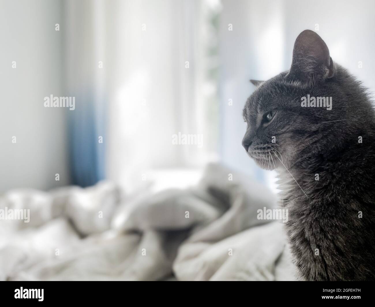Un beau chat gris est assis sur le lit du propriétaire et regarde quelque part. Sur fond de rideaux bleus, linge de lit blanc. Copier la flèche Banque D'Images