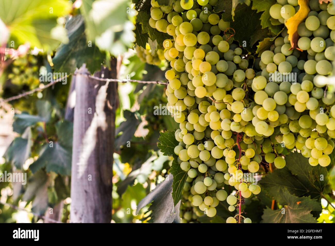 Bouquet de raisin vert suspendu sur la vigne Banque D'Images