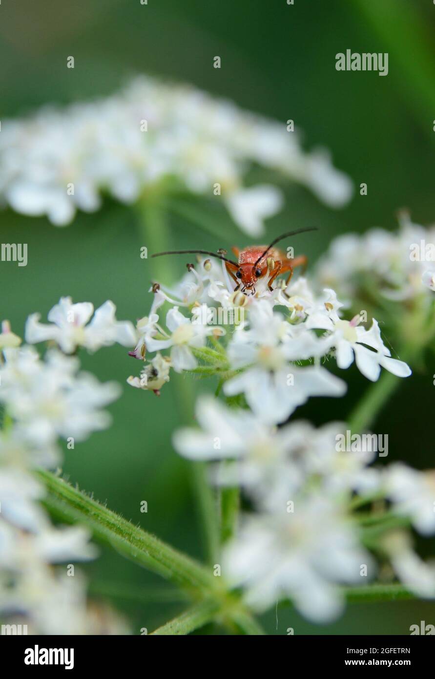 Coléoptère commun de soldat rouge (Rhagonycha fulva) sur le persil de vache Banque D'Images