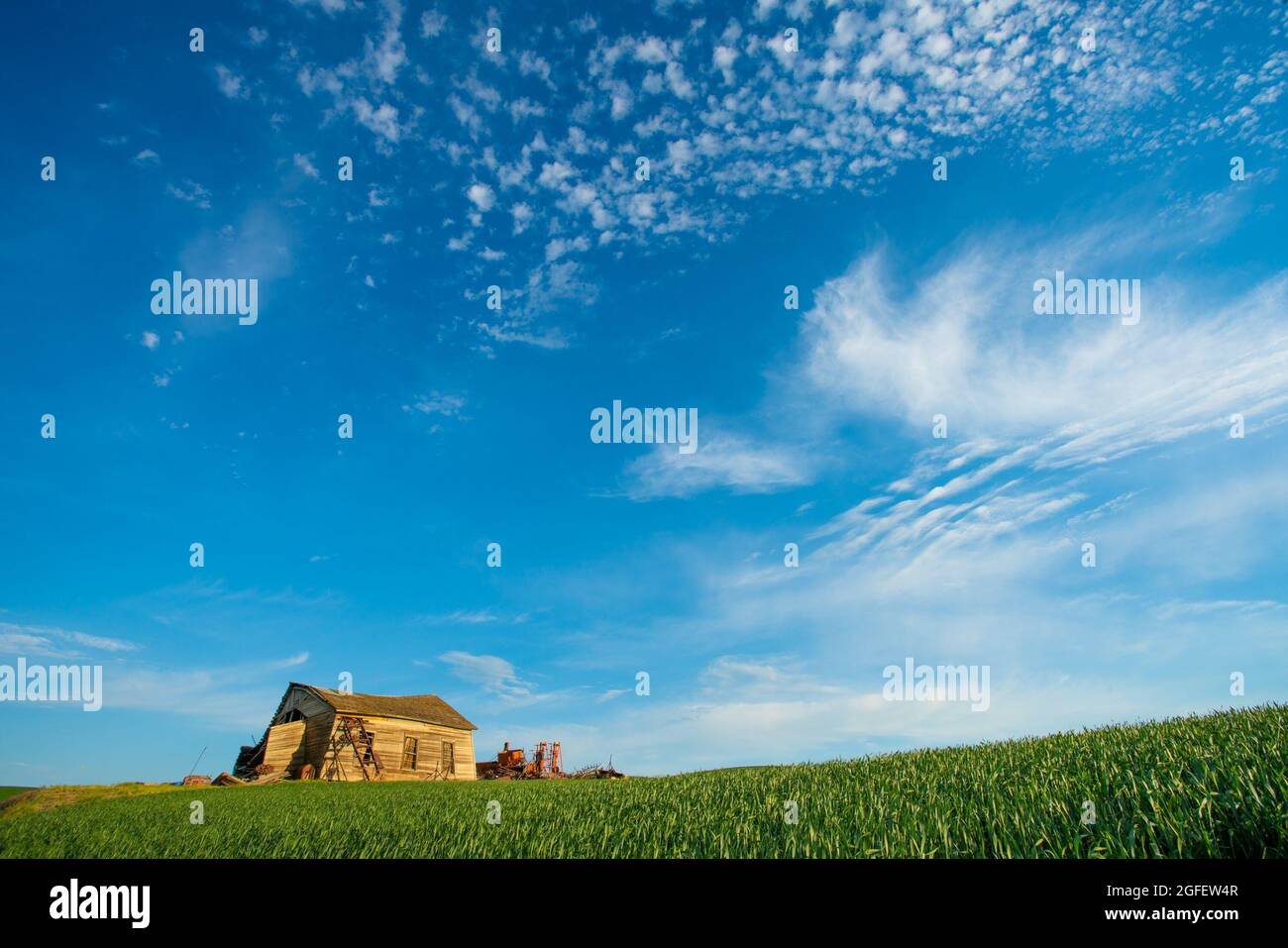 Grange en bois délabrée vue des champs ruraux de blé Banque D'Images