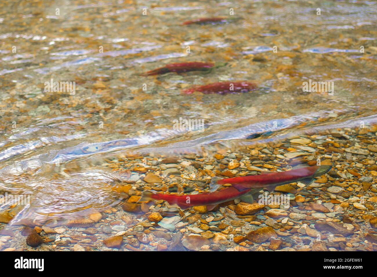 Frayer du saumon sockeye dans les rapides d'un ruisseau alpin dans la vallée du fleuve Fraser. Banque D'Images