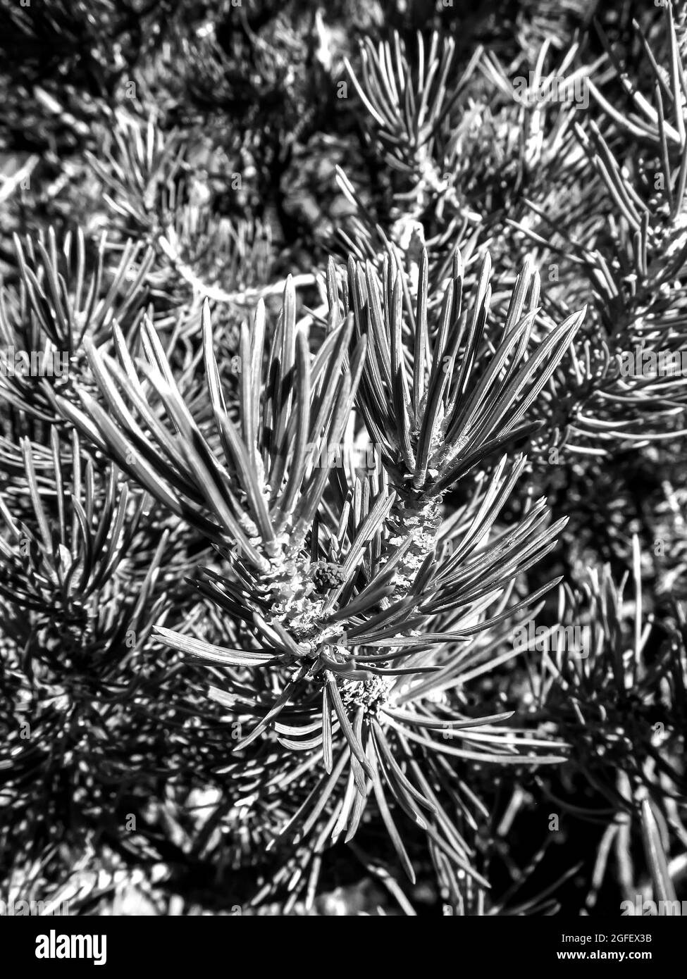 Gros plan des aiguilles d'un Juniper de l'Utah, Juniperus Osteosperma, en noir et blanc dans le parc national de la Forêt pétrifiée, à l'extérieur d'Escalante, Utah, États-Unis Banque D'Images
