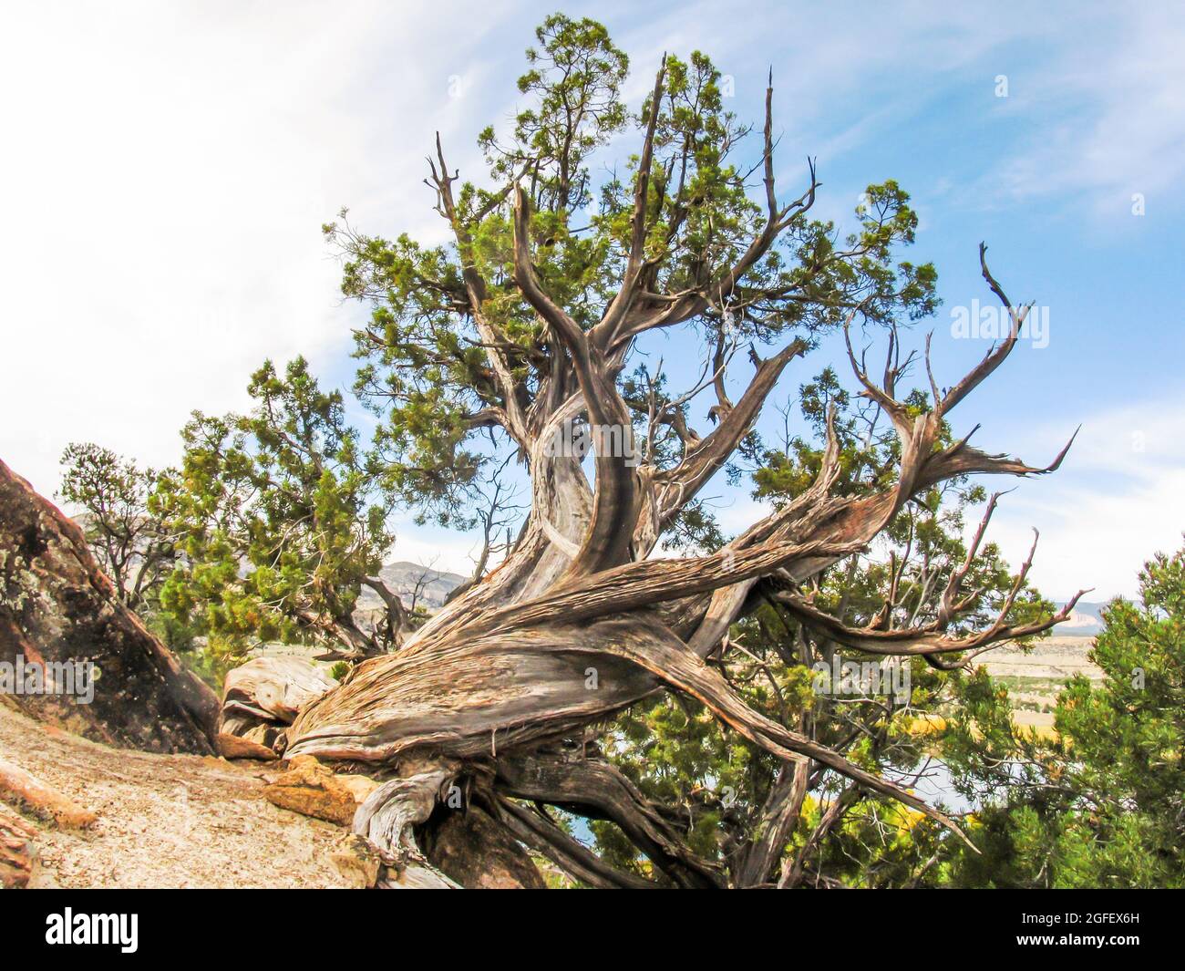 Partiellement mort Utah Juniper, Juniperus Osteosperma, formant une forme torsadée bizarre dans le parc national de la Forêt pétrifiée, Escalante, Utah. Banque D'Images