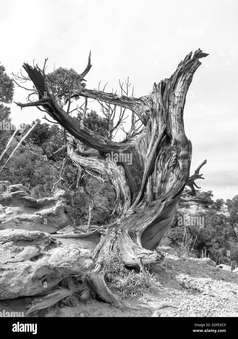 Vue en noir et blanc d'un tronc mort et tordu d'un Juniper de l'Utah, Juniperus Osteosperma, dans le parc national de la Forêt pétrifiée, Escalante, Utah Banque D'Images