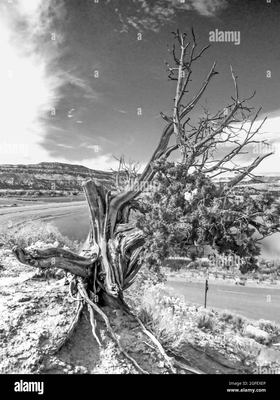 Les branches bizarres et tordues d'un Juniper de l'Utah partiellement mort, Juniperus Osteosperma, en noir et blanc, à Escalante, Utah Banque D'Images
