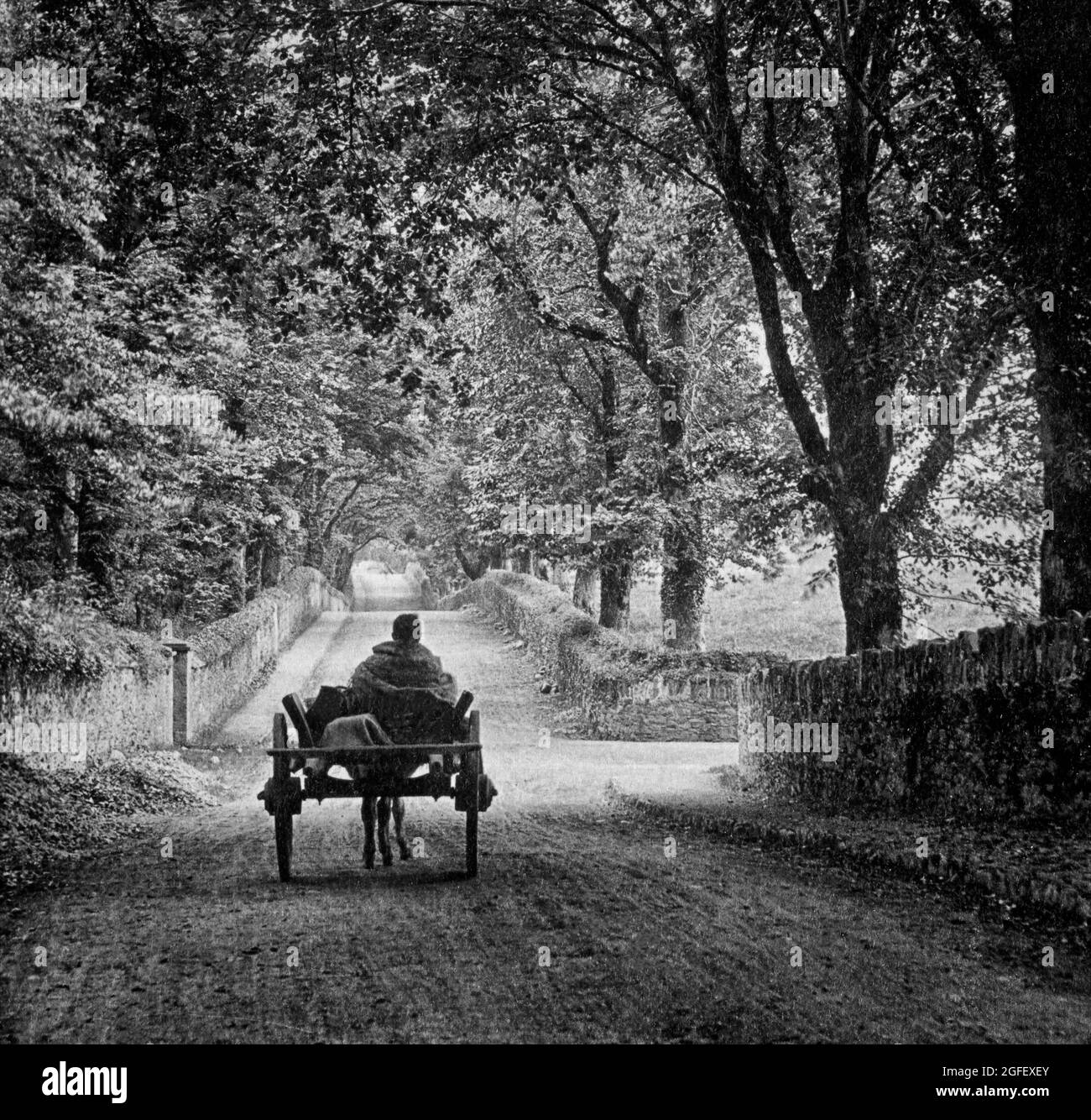Vue du début du XXe siècle d'une voiturette à ânes et d'un chauffeur se rendant sur une route de campagne près de Muckross dans le parc national de Killarney, dans le comté de Kerry, en Irlande Banque D'Images