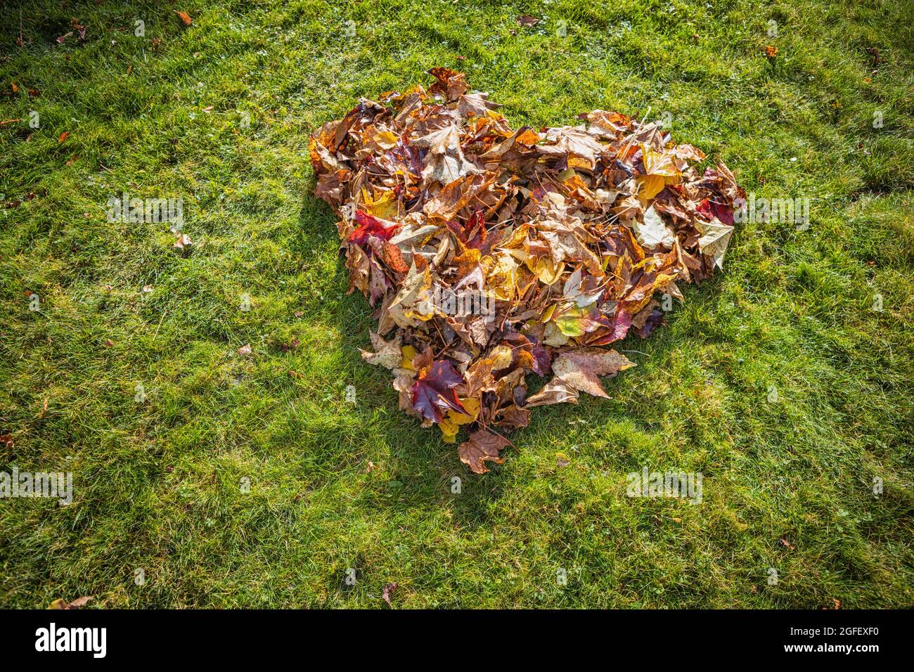 Un coeur fait de feuillage coloré sur l'herbe verte. Automne Banque D'Images