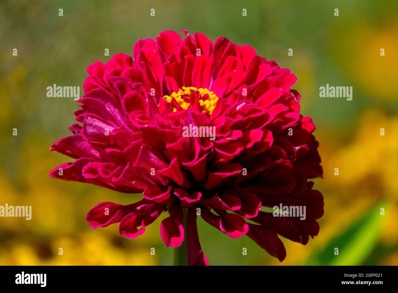 Fleur de Zinnia rouge Violet unique août Bloom Banque D'Images