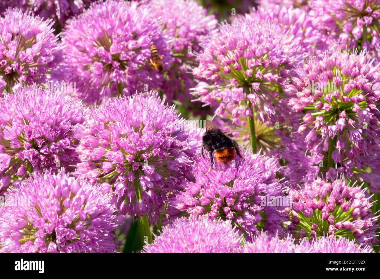 Abeille Bumble sur Allium Millenium Onion ornemental rose fleurs d'août Banque D'Images