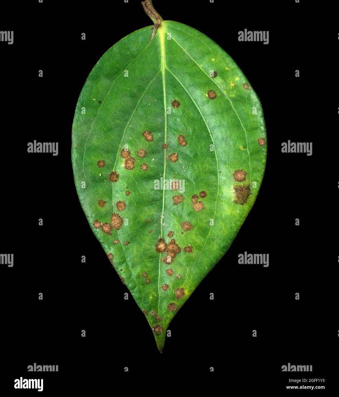 Algue végétale parasite (Cephaleuros sp.) également connue sous le nom de rouille rouge sur la surface foliaire du poivre noir (Piper nigrum), Thaïlande. Banque D'Images