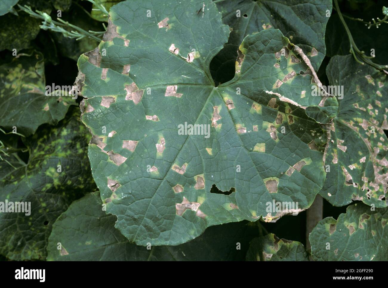 Cucurbit angulaire tache foliaire (Pseudomonas syringae pv lacrymans) lésions d'une maladie bactérienne de la courge, Thaïlande Banque D'Images