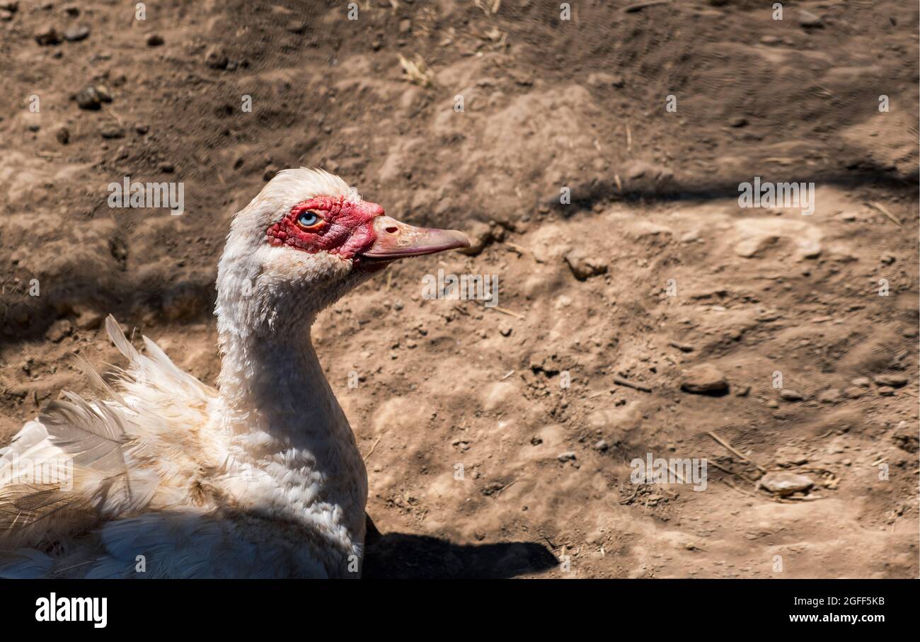 Un spécimen de canard de Muscovy. Tapalpa, Mexique Banque D'Images