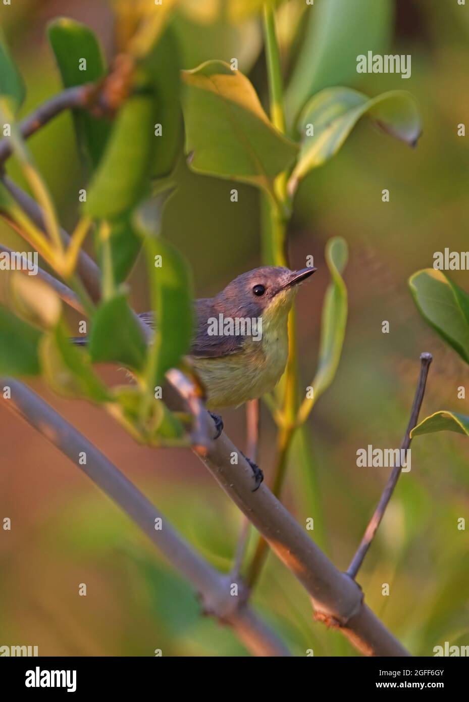Gerygone à ventre doré (Gerygone sulfurea sulfurea) adulte perché dans la mangrave en Thaïlande Février Banque D'Images