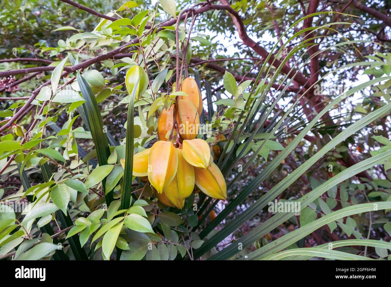 Délicieux fruits à la carambola prêts à manger. Colima, Mexique Banque D'Images