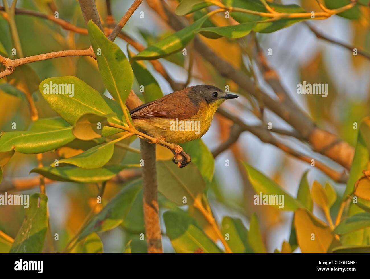 Gerygone à ventre doré (Gerygone sulfurea sulfurea) adulte perché dans la mangrave en Thaïlande Février Banque D'Images