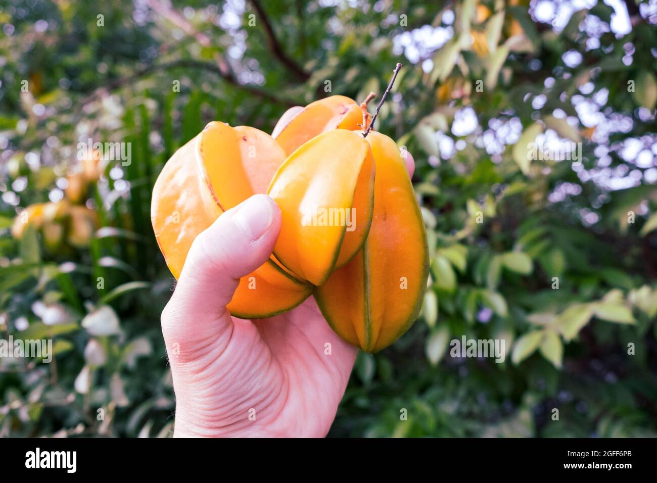 Délicieux fruits à la carambola prêts à manger. Colima, Mexique Banque D'Images