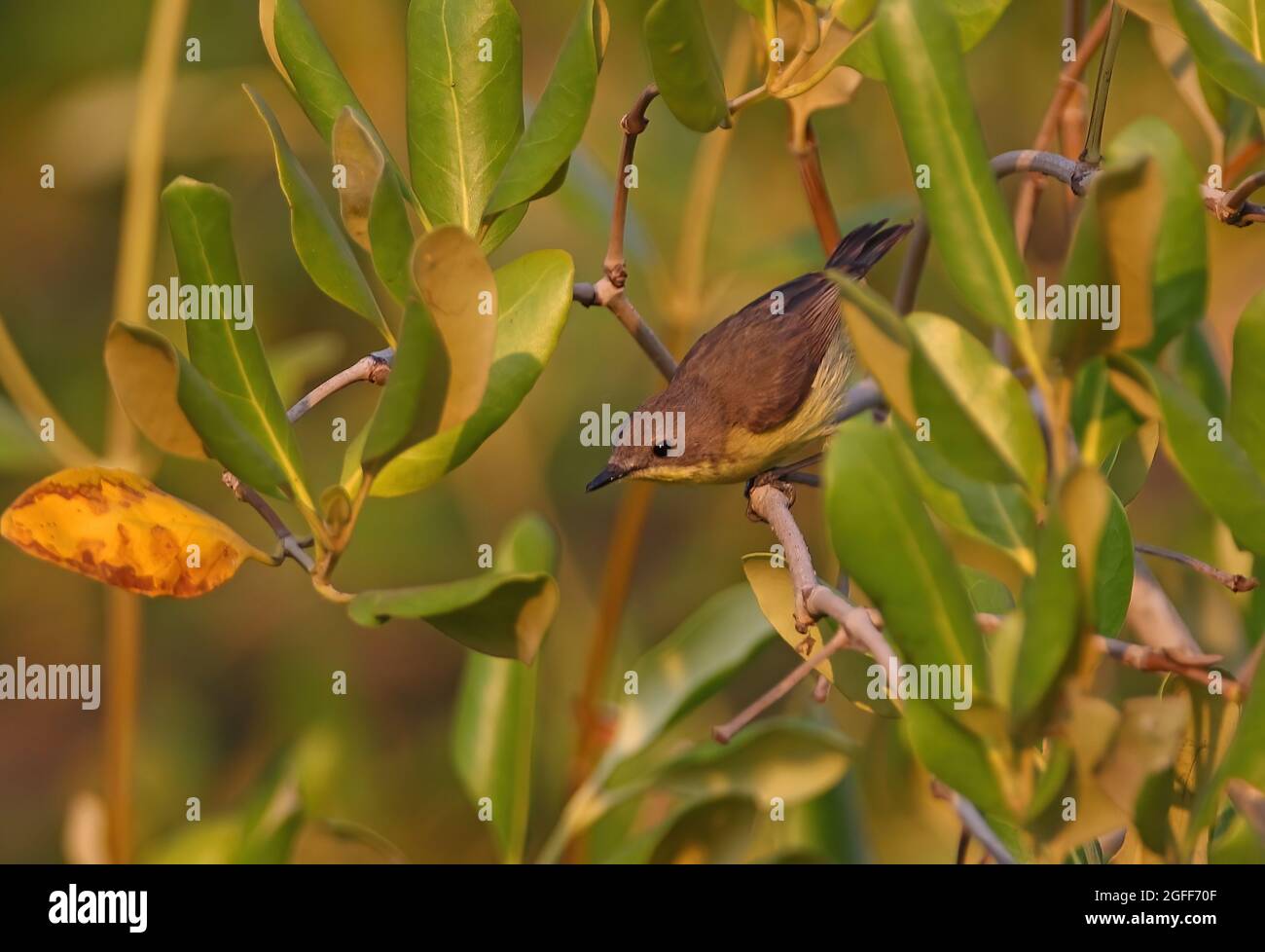 Gerygone (Gerygone sulfurea sulfurea) adulte grimpant dans la mangrave en Thaïlande Février Banque D'Images