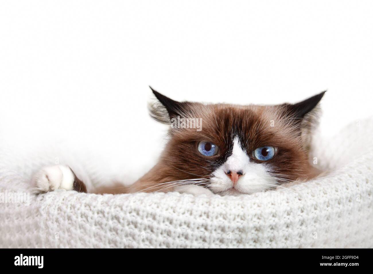 Un chat Ragdoll aux yeux bleus se trouve dans un panier en maille. Elle regarde dans l'appareil photo. Les oreilles sont aplaties. Arrière-plan blanc isolé avec place pour le texte. Copier l'espace Banque D'Images