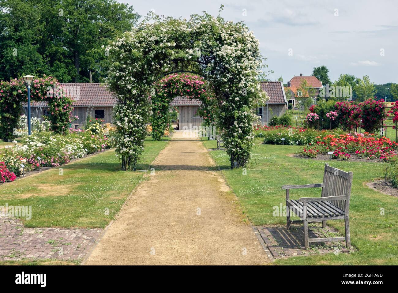 Roseraie hollandaise avec sentier, banc en bois et pergola Banque D'Images
