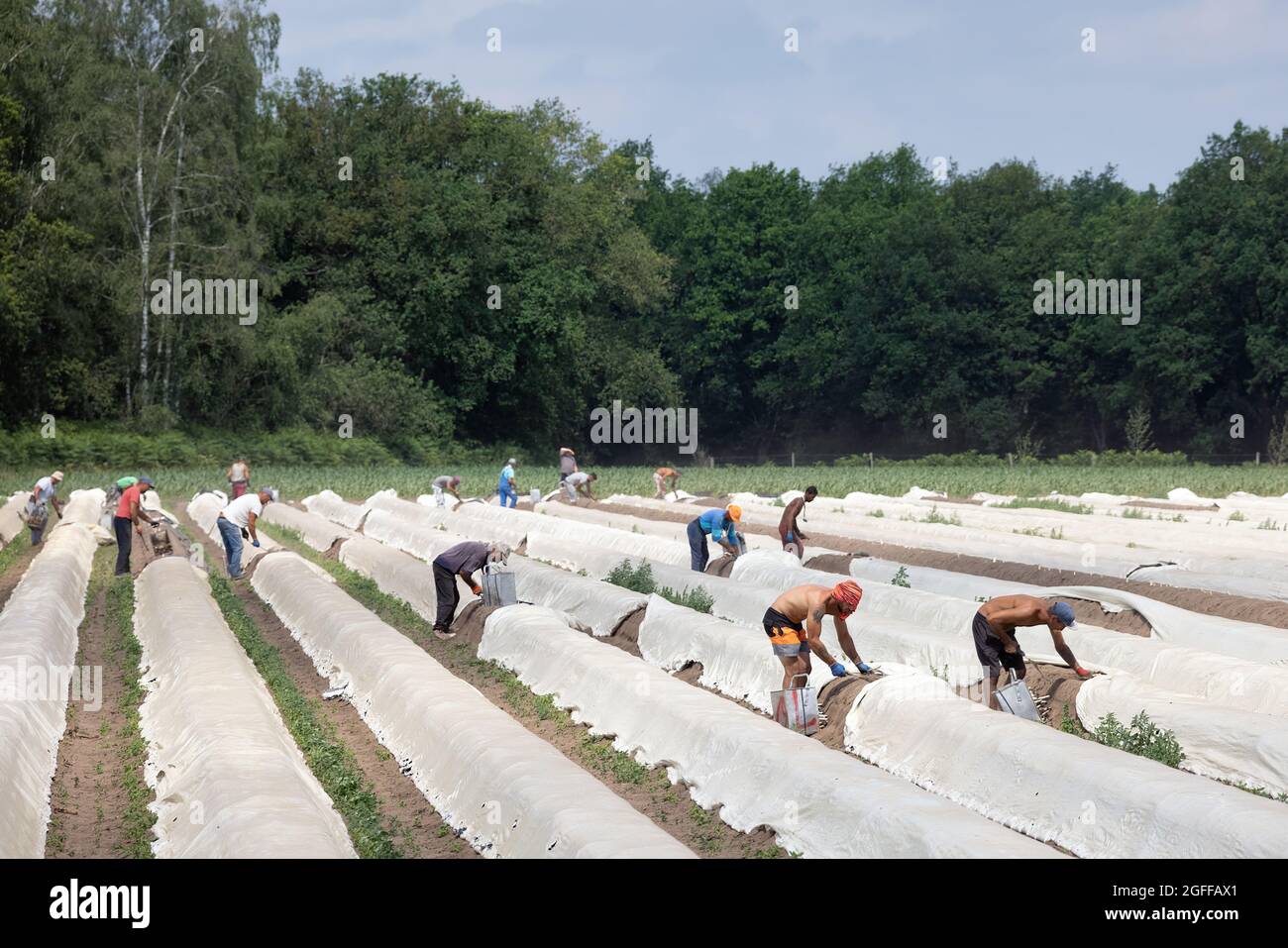 Lottum, pays-Bas - 19 juin 2021 : la culture des asperges avec des travailleurs saisonniers occupés à récolter les légumes mûrs Banque D'Images