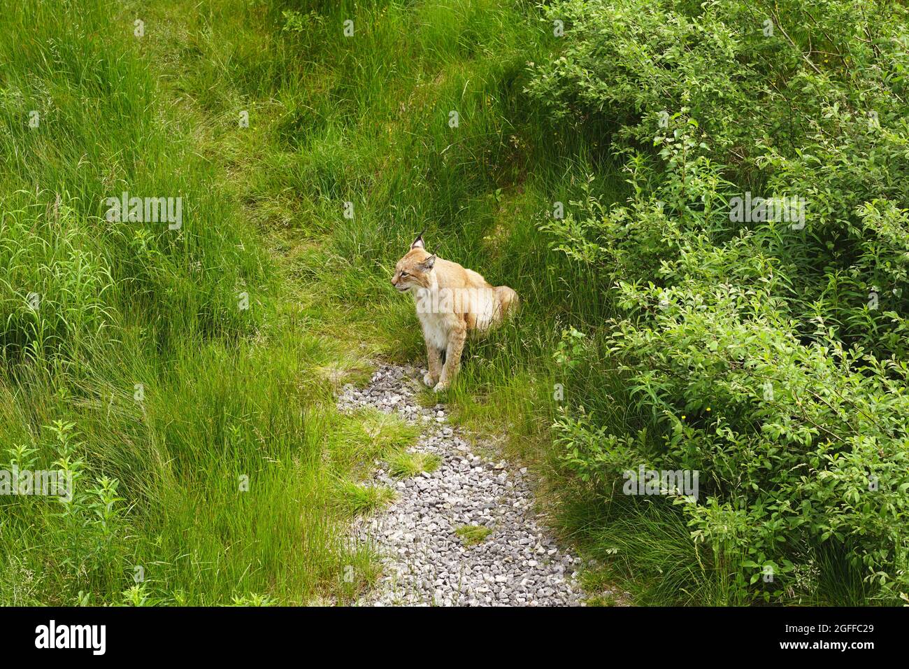 Lynx eurasien dans le parc de l'ours de Flå, Norvège Banque D'Images