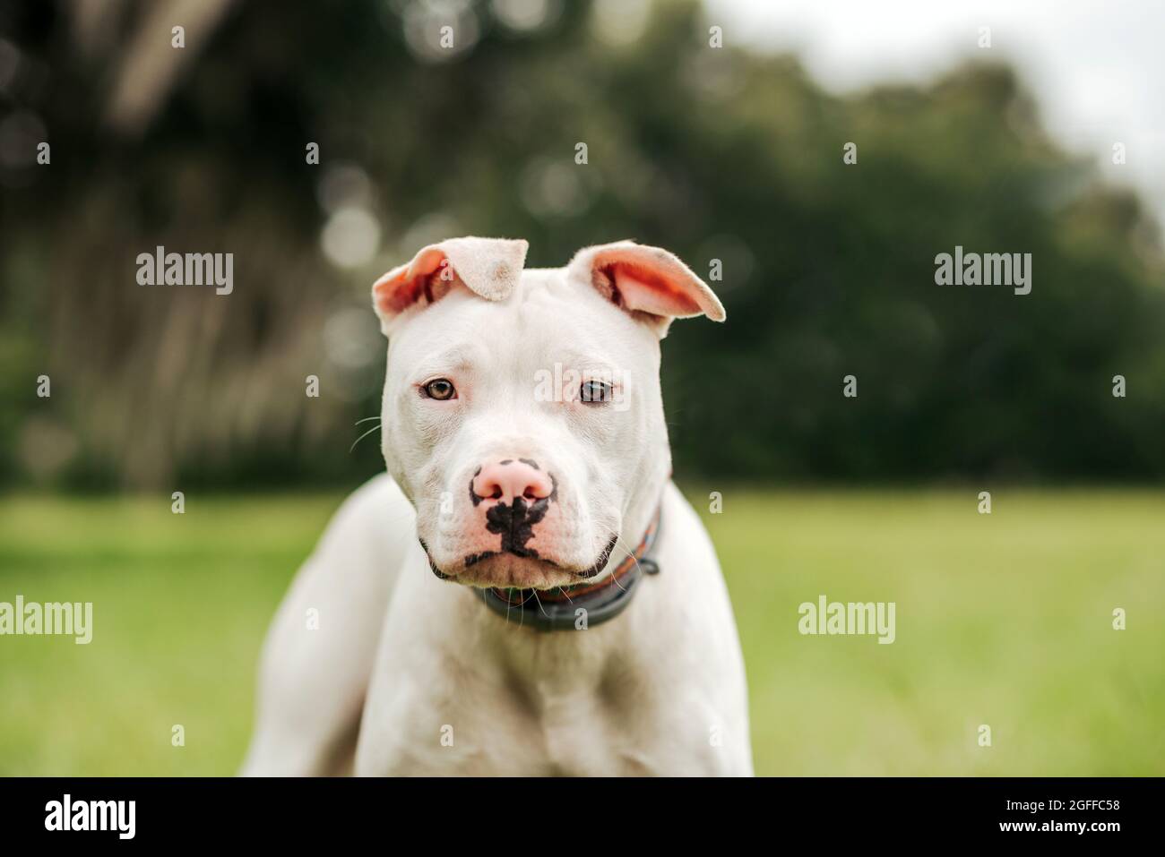 White American Staffordshire terrier puppy standing on grass Banque D'Images