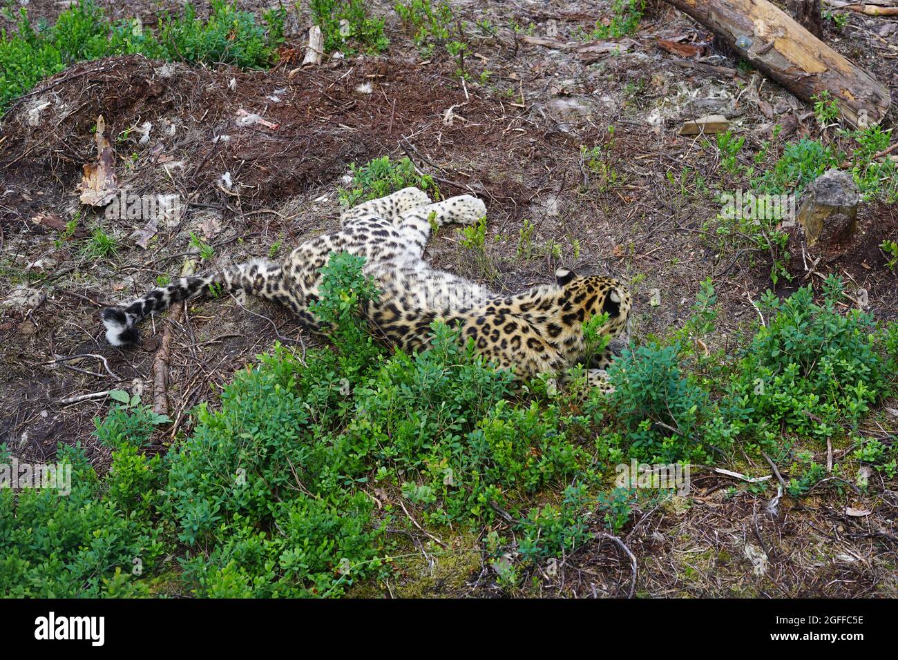 Amur léopard au parc de l'ours de Flå, Norvège Banque D'Images