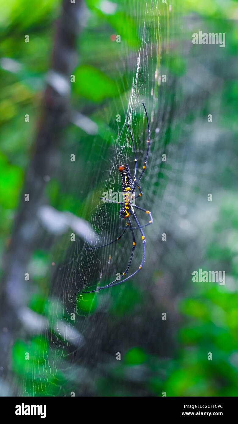 Araignée noire et jaune assise sur la toile avec l'arrière-plan. Black Widow Spider, araignée macro faisant une toile. Copier l'espace. Banque D'Images