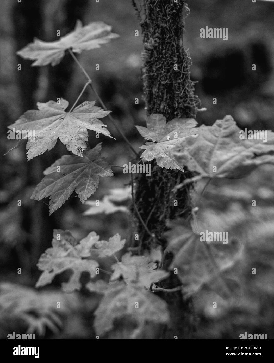 Feuilles de chêne noir sur le thème de la forêt sombre Banque D'Images