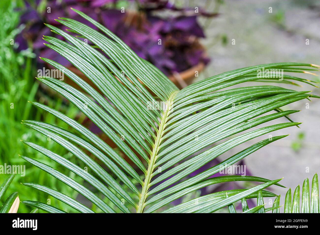 Cycas Revoluta ou sago feuille de palmier. Plantes d'intérieur à l'extérieur Banque D'Images