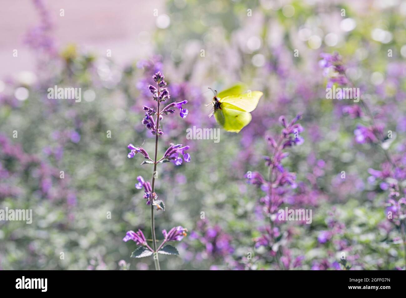 Volante de papillon jaune citron à fleur pourpre fleur sur fond vert flou floral Banque D'Images