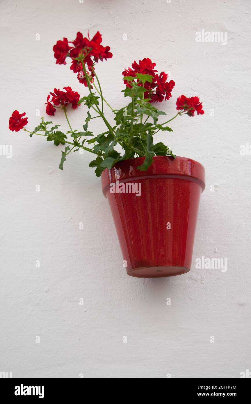 Plante en pot sur le mur, Nerja, Costa del sol, province de Malaga, Andalousie, Espagne. Les plantes en pot sont attachées aux murs en Andalousie. Banque D'Images