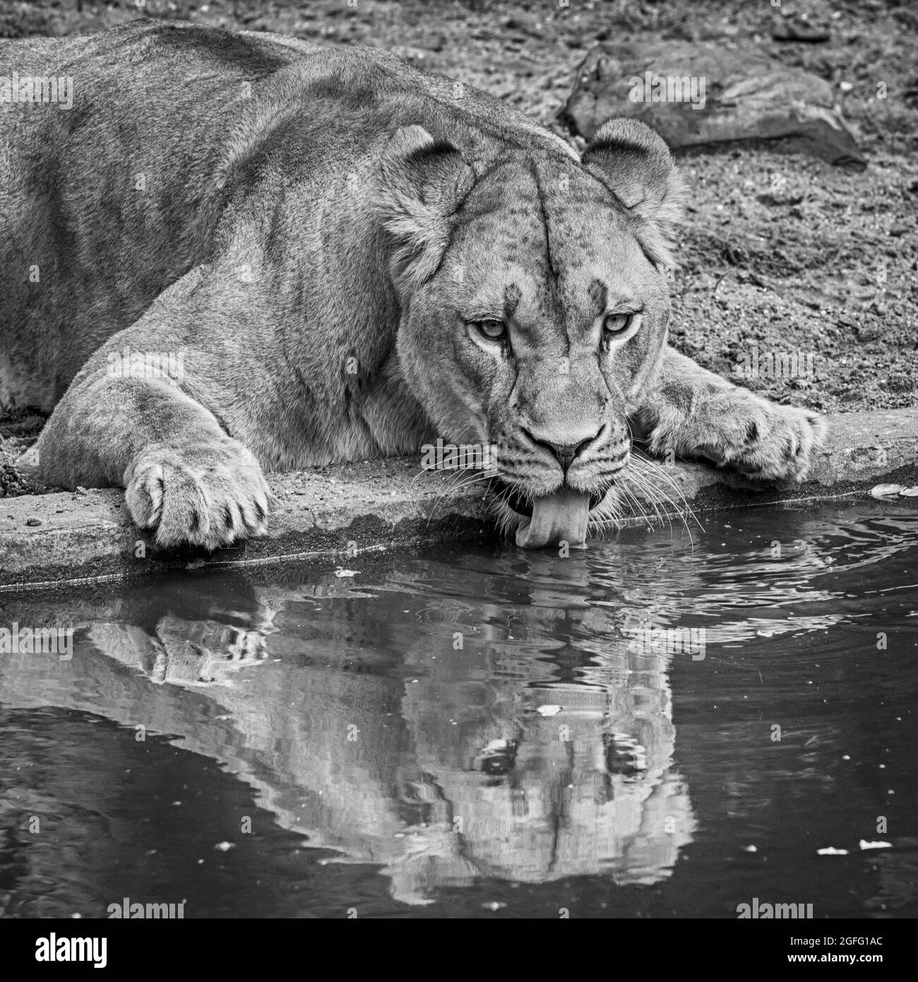Théâtre dans l'exposition des lions. Un héron qui a atterri dans l'exposition du lion a été couré par l'une des lionnes, mais le héron blessé a pu s'échapper de la re Banque D'Images