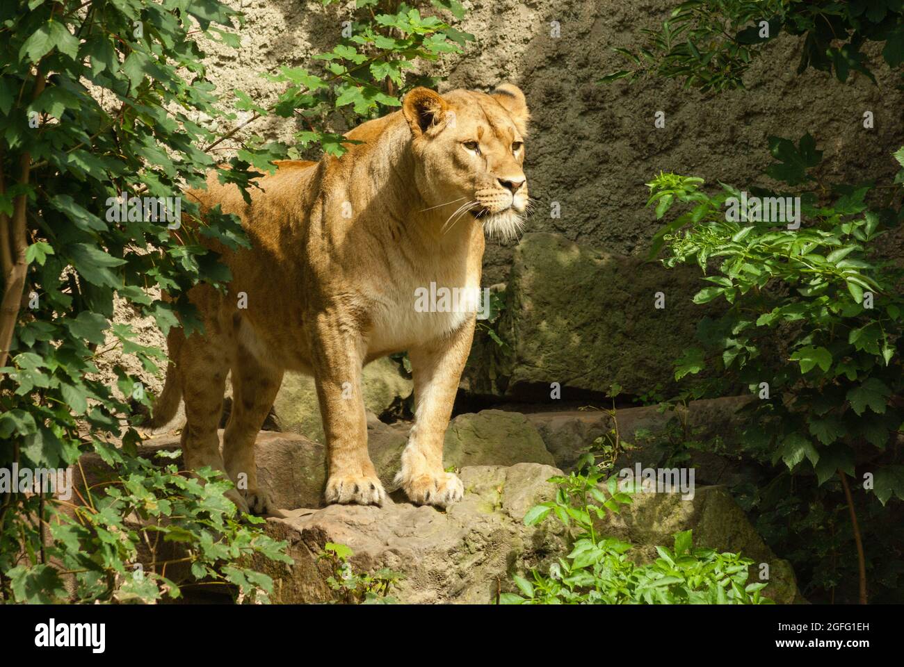 Lioness debout sur un rocher entouré de verdure, regardant au loin. L'attitude alerte d'un combattant concentré. Banque D'Images
