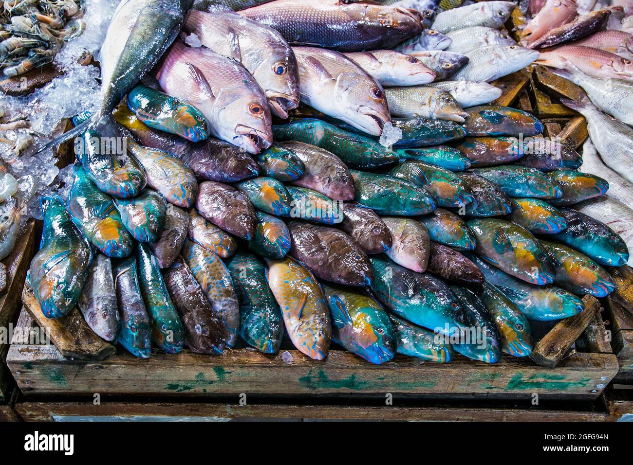 Poisson frais sur le marché ouvert de poissons dans la ville de Hurghada, Egypte. Banque D'Images